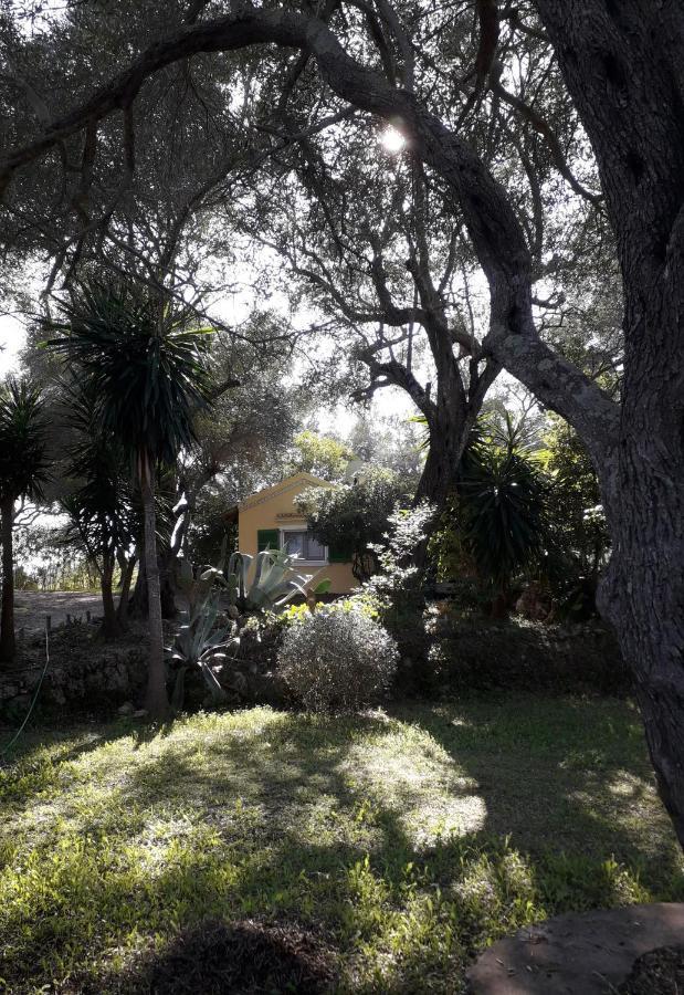 House In The Olive Garden Ágios Ioánnis Exterior foto